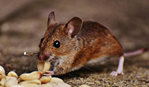24 Hour & Emergency Exterminators in Elizabeth City, NC